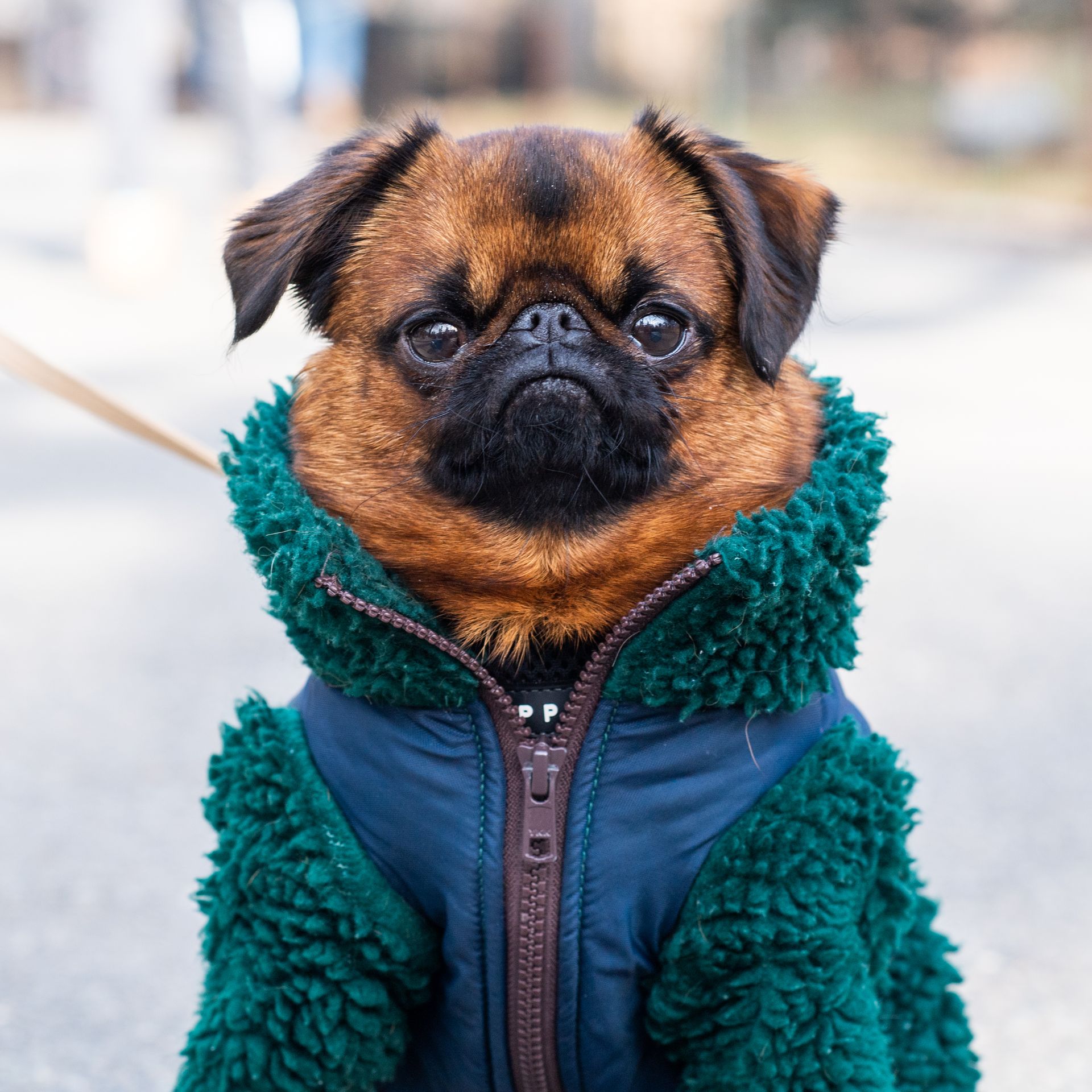 Pablo, Brussels Griffon