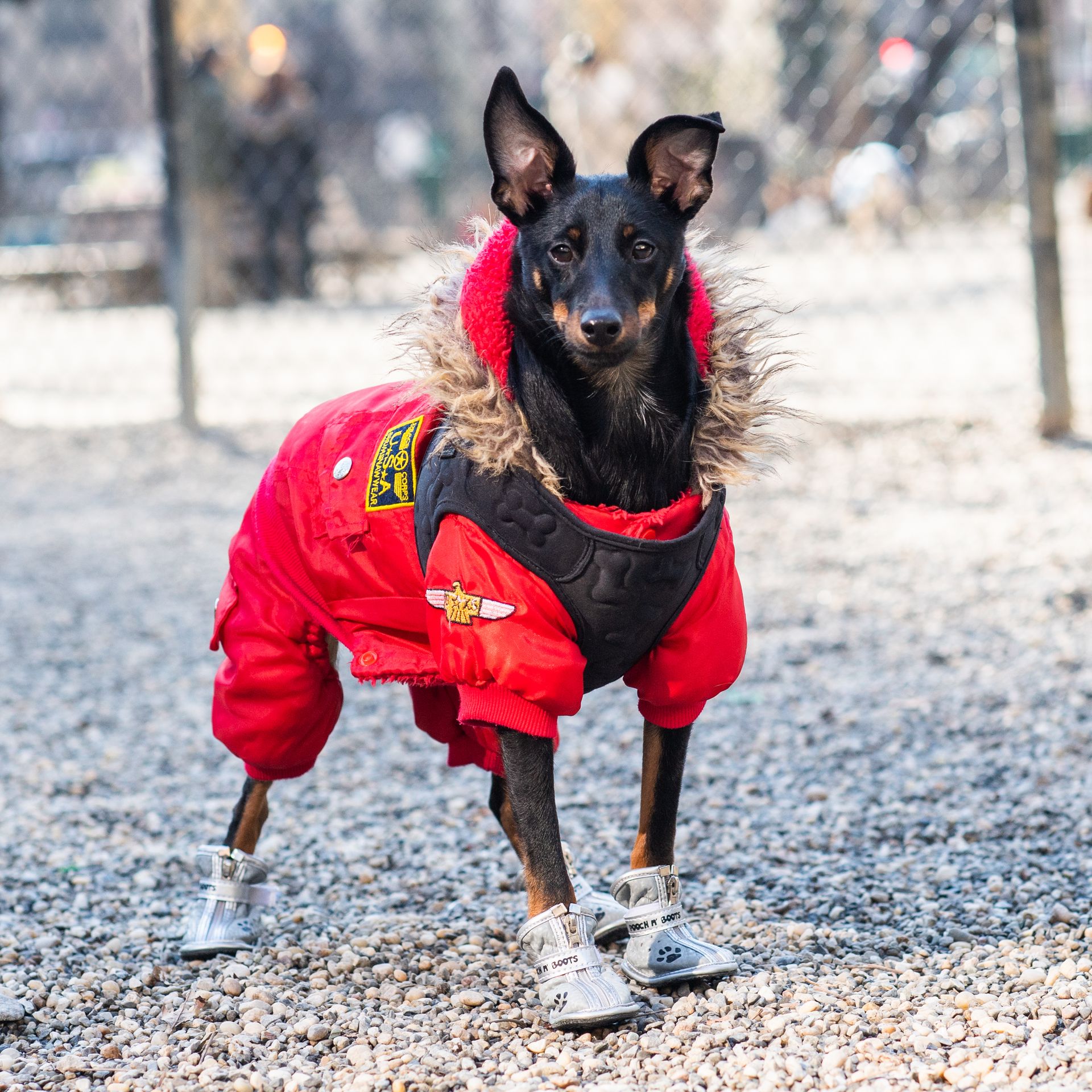 Macho, Manchester Terrier Mix