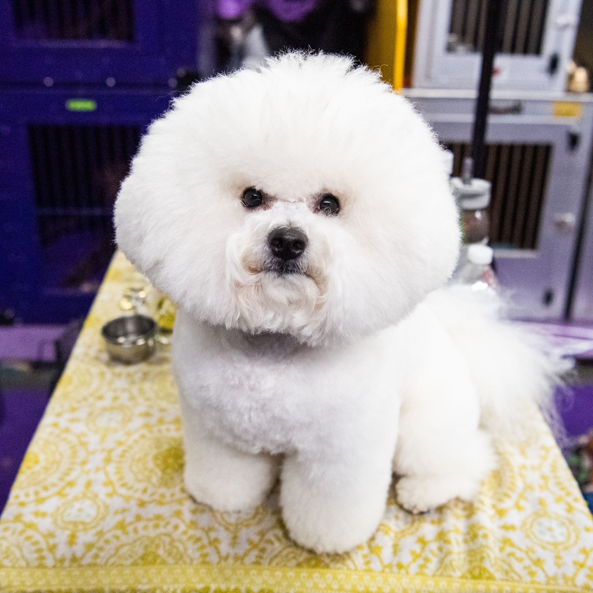 Donald, Bichon Frise