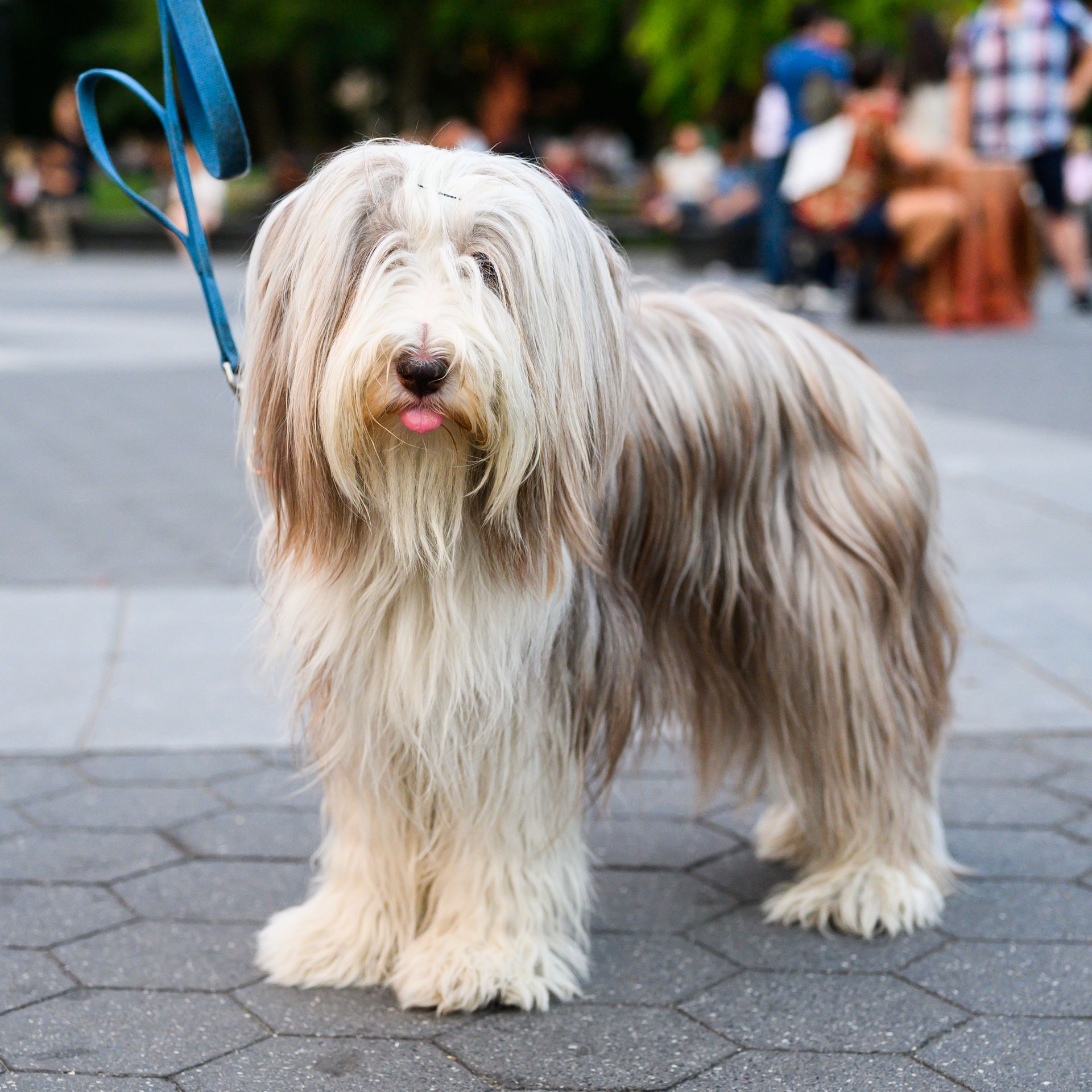 Emma, Bearded Collie