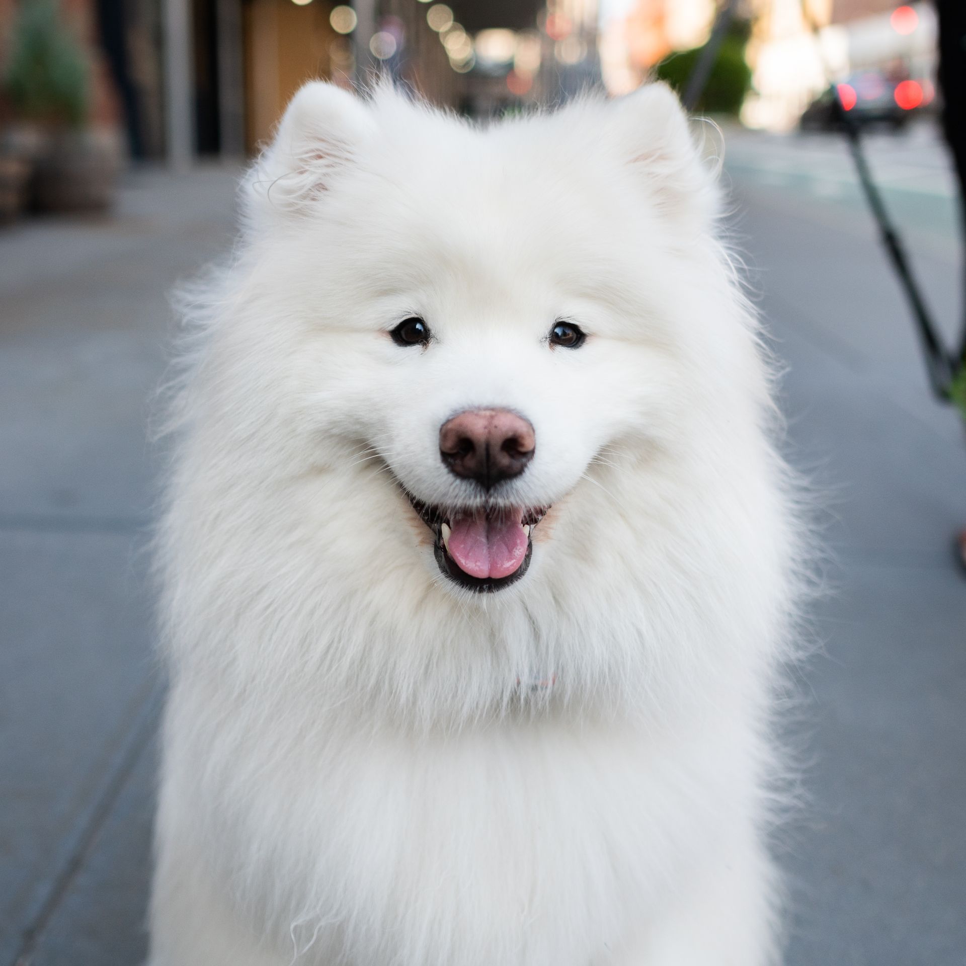 Aspen, Samoyed
