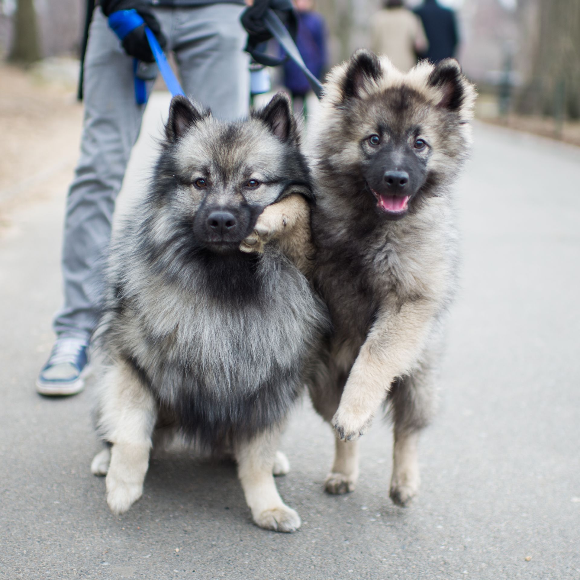 YoshiWaldo, Keeshond