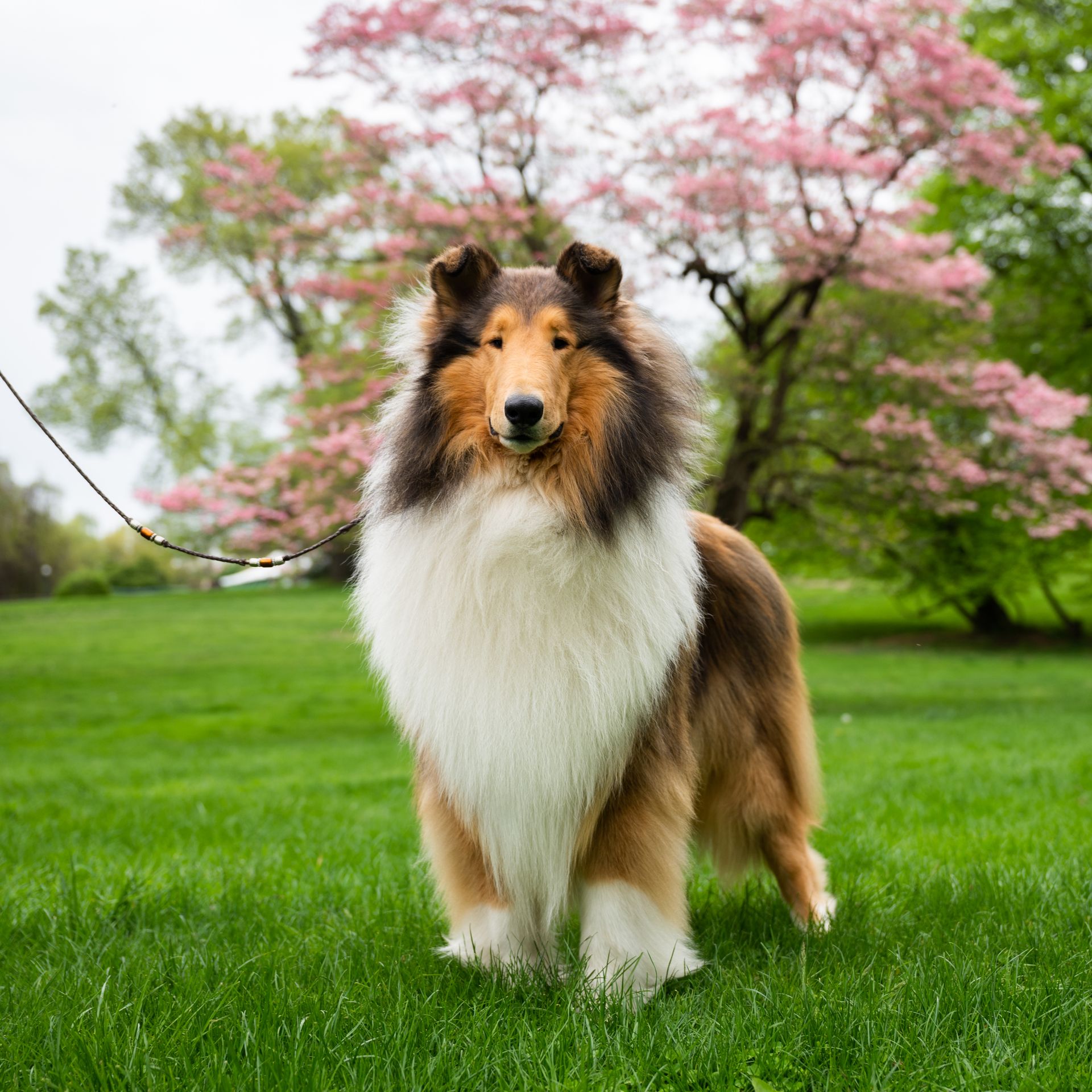 Sparky, Rough Collie