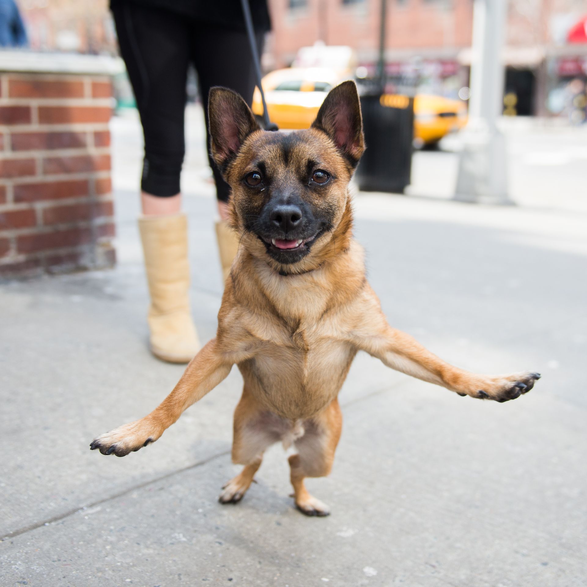 Nacho, Chihuahua Mix
