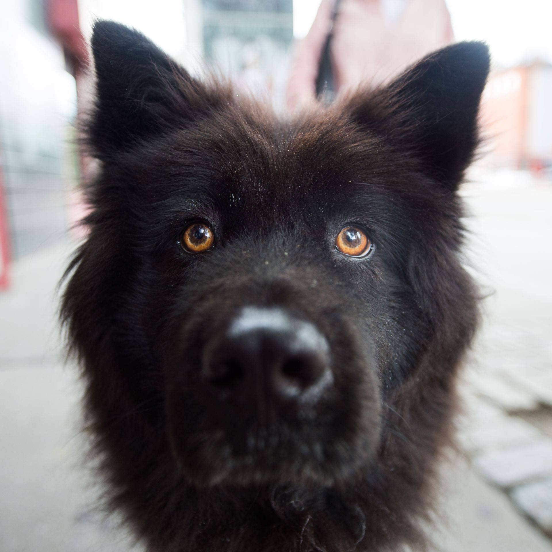 Nico, Chow Chow Mix