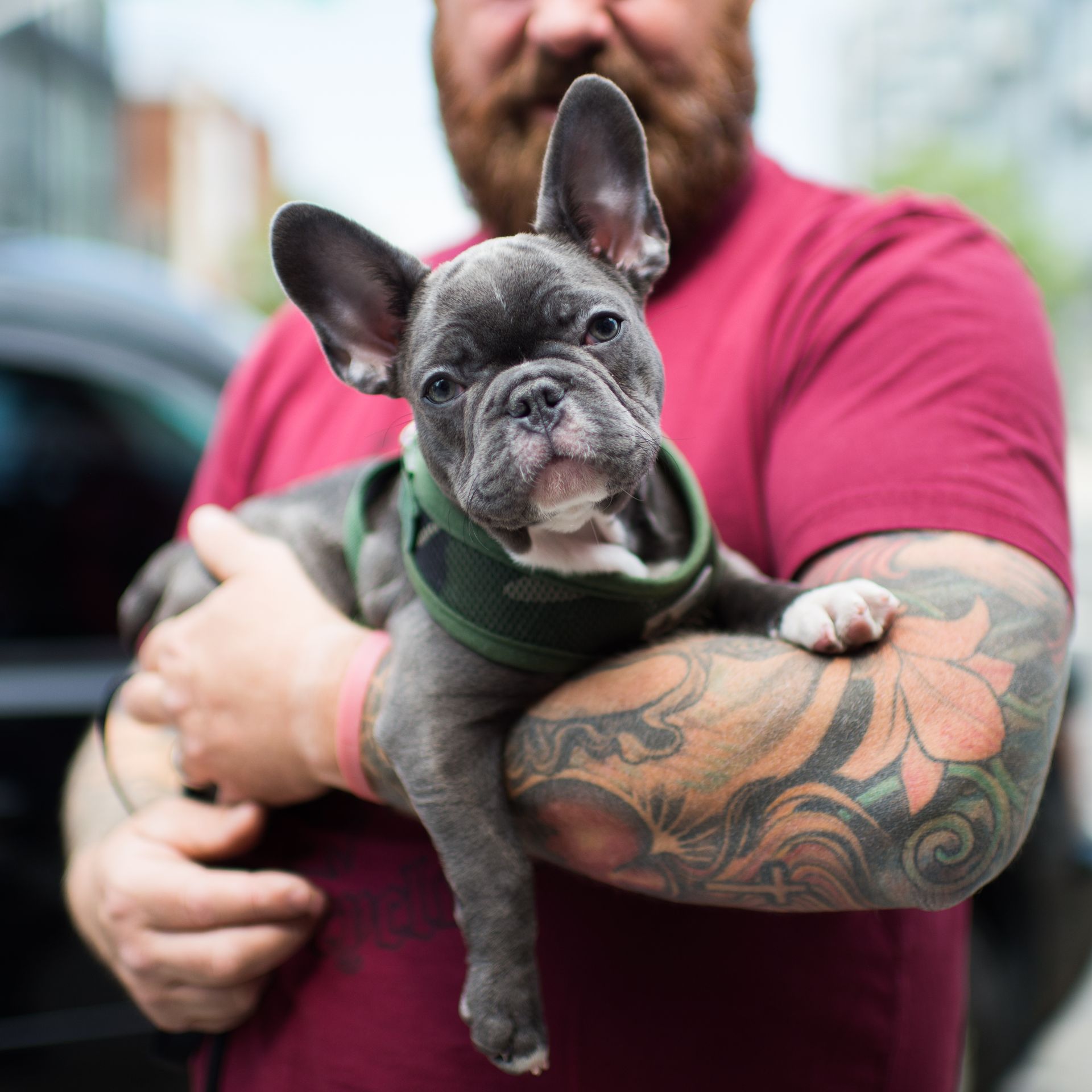Dino, French Bulldog