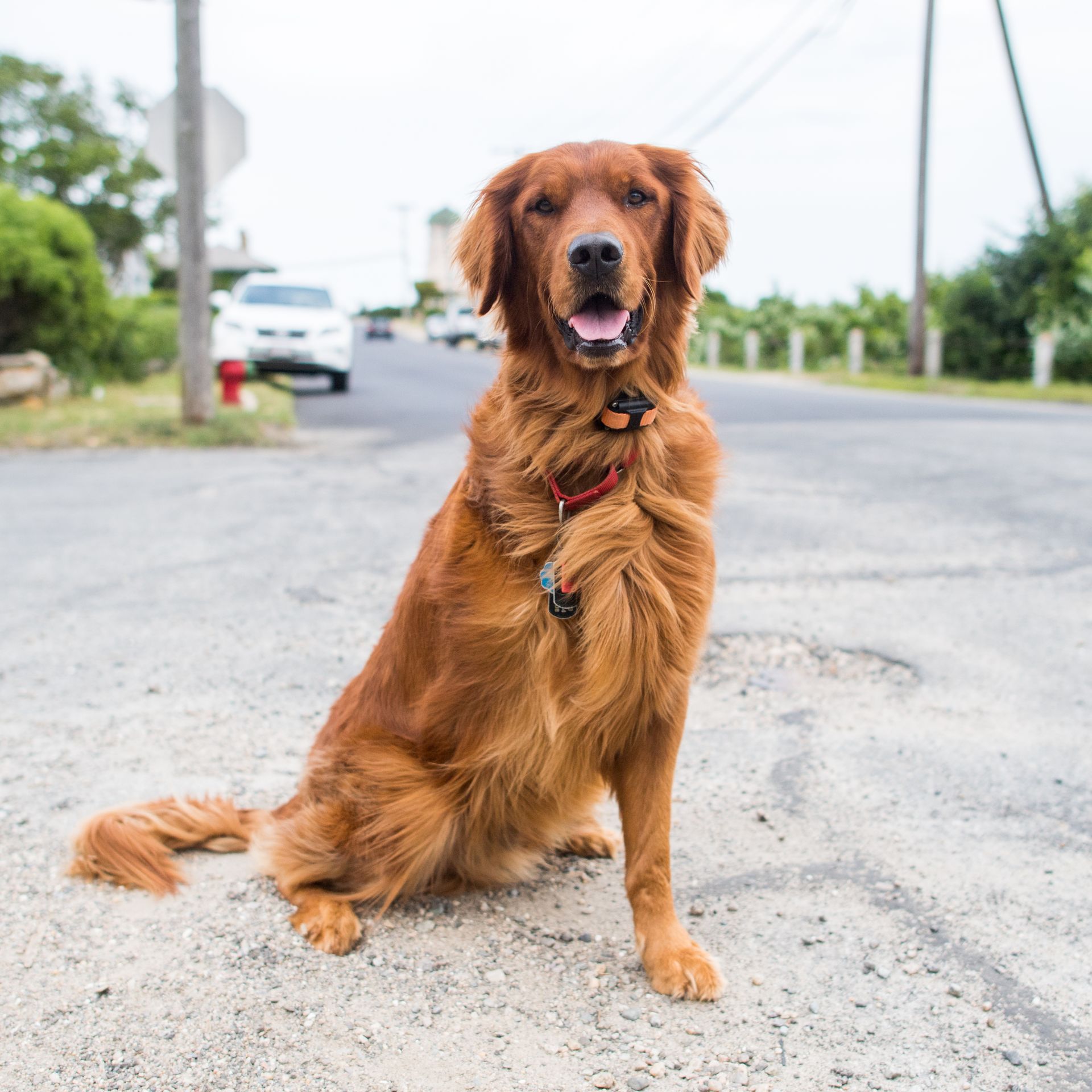 Cinco, Golden Retriever